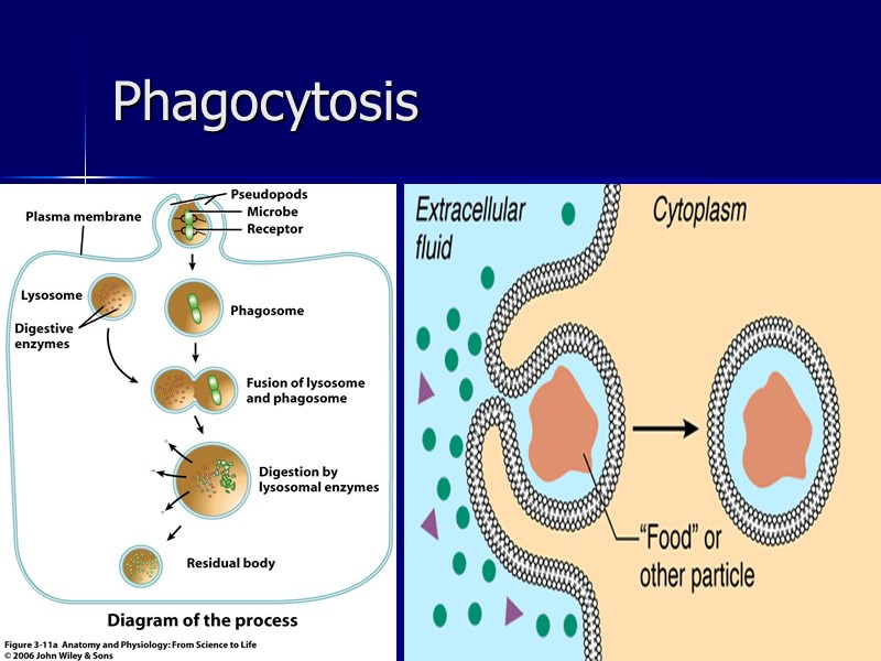 ahmad ata 47 Phagocytosis